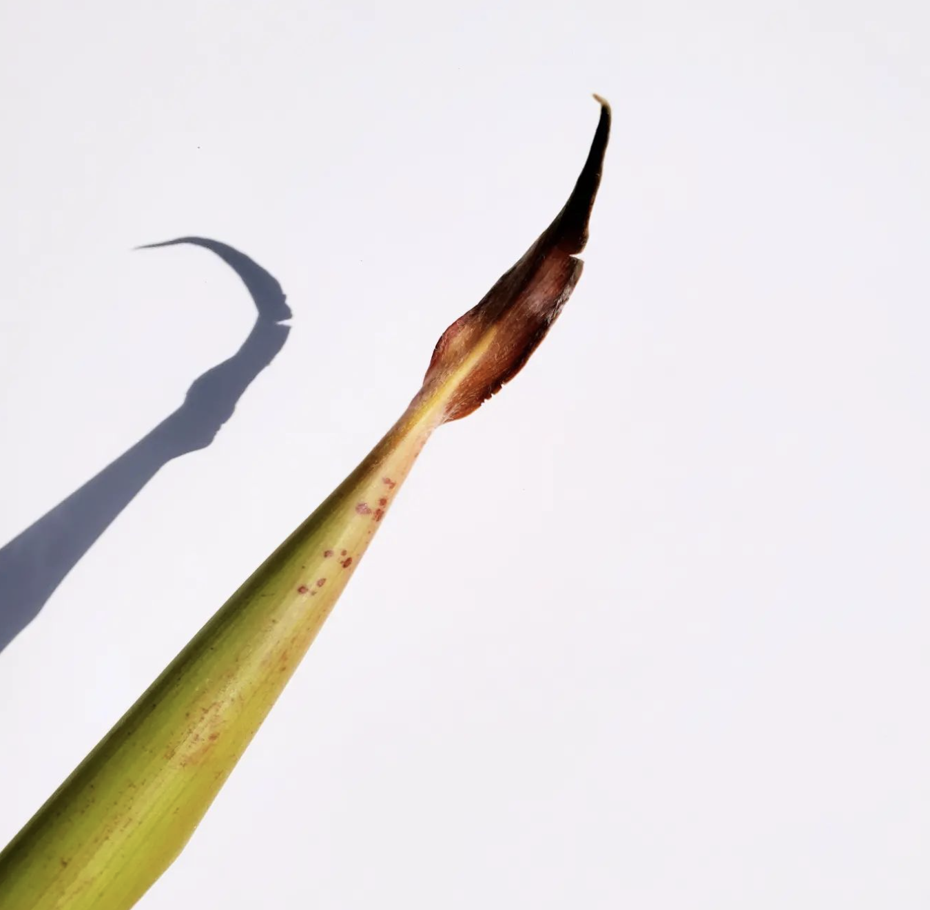 乙女座太陽の季節から始まる素肌美ライフ60daysプログラム